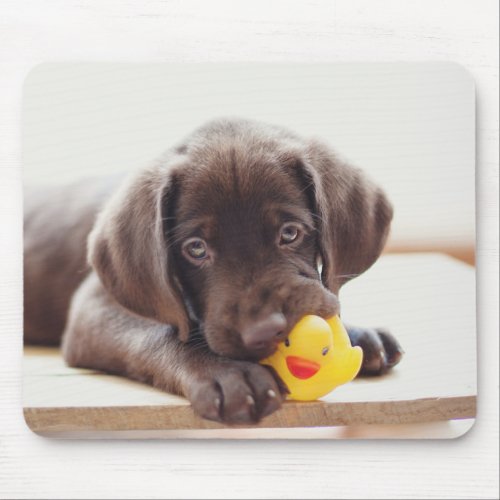 Chocolate Labrador Puppy With Toy Duck Mouse Pad
