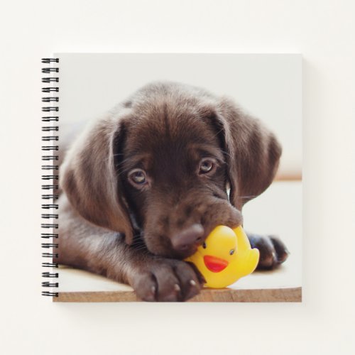 Chocolate Labrador Puppy With Toy Duck Notebook