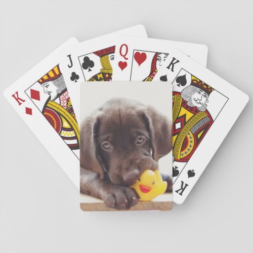 Chocolate Labrador Puppy With Toy Duck Playing Cards