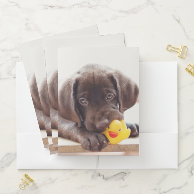 Chocolate Labrador Puppy With Toy Duck Pocket Folder (In Situ)
