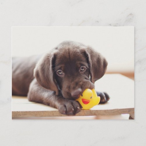 Chocolate Labrador Puppy With Toy Duck Postcard