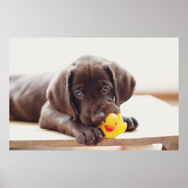 Chocolate Labrador Puppy With Toy Duck Poster (Front)