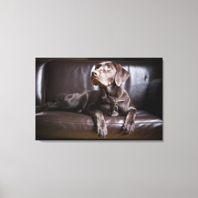 Chocolate Labrador Retriever Canvas Print (Front)