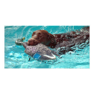Chocolate Labrador Retriever Card