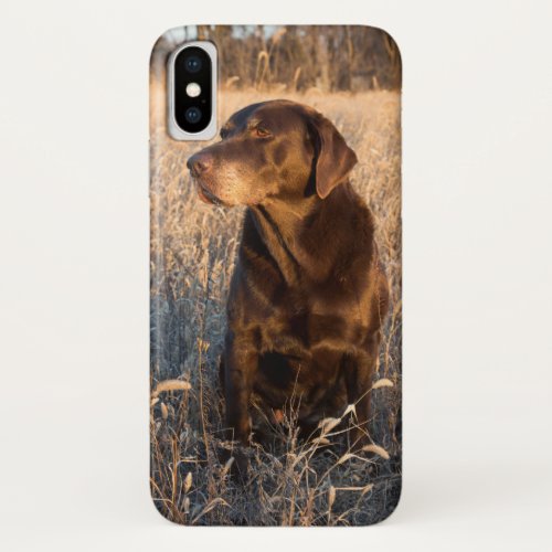 Chocolate Labrador Retriever iPhone XS Case