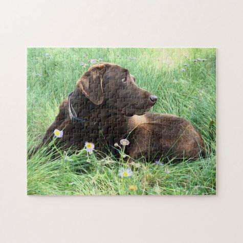 Chocolate Labrador Retriever Dog in Purple Flowers