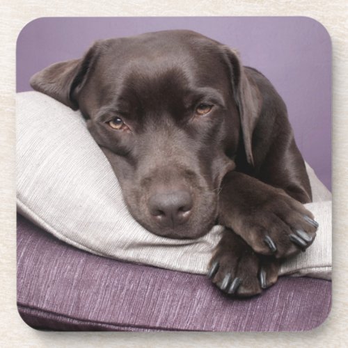 Chocolate labrador retriever dog sleepy on pillows beverage coaster