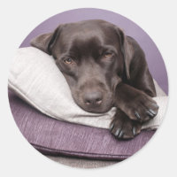 Chocolate labrador retriever dog sleepy on pillows classic round sticker