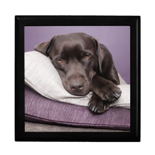 labrador retriever pillows