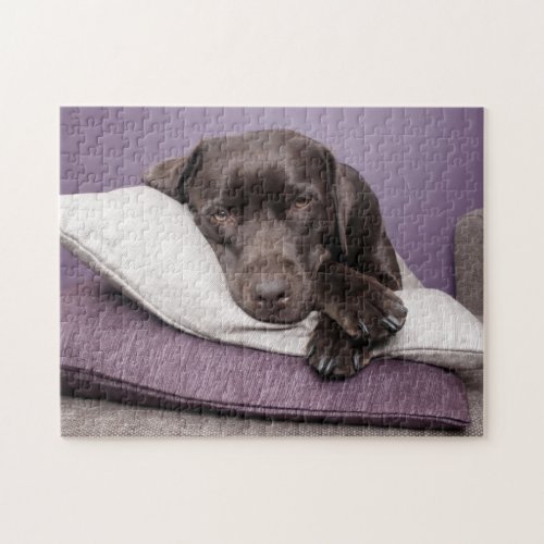 Chocolate labrador retriever dog sleepy on pillows jigsaw puzzle