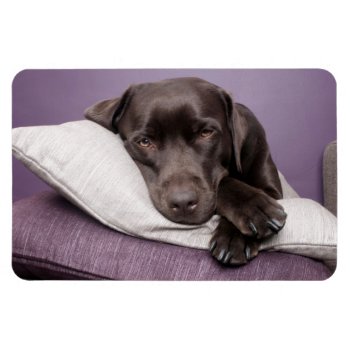 Chocolate Labrador Retriever Dog Sleepy On Pillows Magnet by roughcollie at Zazzle