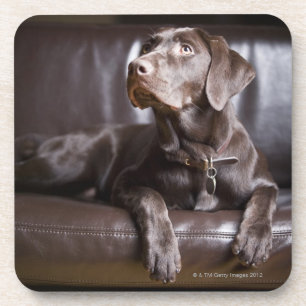 Chocolate Labrador Retriever Drink Coaster