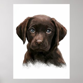 Chocolate Labrador Retriever