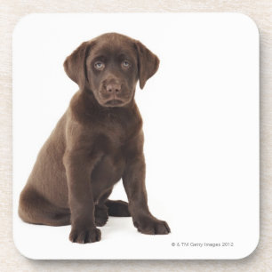 Chocolate Labrador Retriever Puppy Drink Coaster