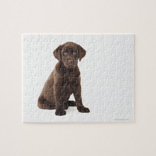 Chocolate Labrador Retriever Puppy Jigsaw Puzzle