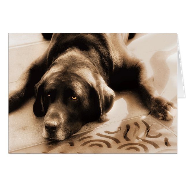 Chocolate Labrador Sepia Hues Blank Cards (Front Horizontal)