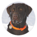 Chocolate Labrador Sticker