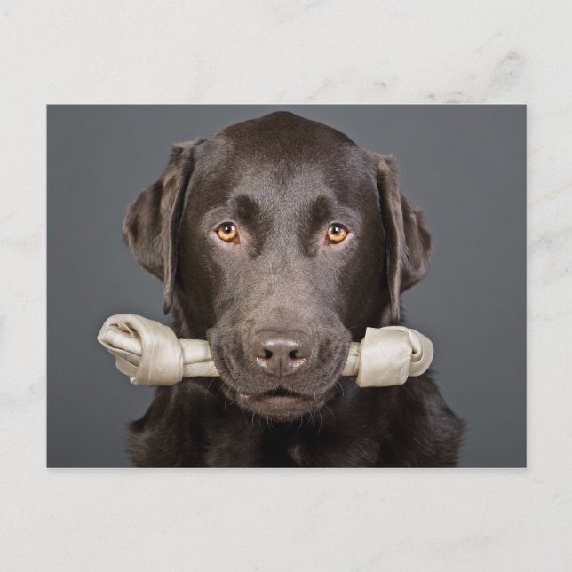 Chocolate Labrador with Bone Postcard (Front)