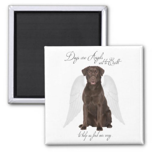 Chocolate Labs are Angels Magnet