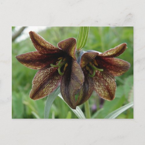 Chocolate Lily Unalaska Island Postcard