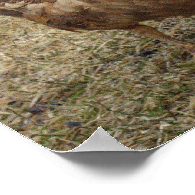 Chocolate Muscovy Duck Poster Zazzle