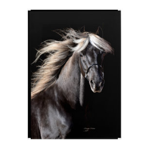 Chocolate Palomino Rocky Mountain Horse Acrylic Print