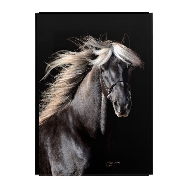 Chocolate Palomino Rocky Mountain Horse Acrylic Print (Front)