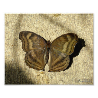 Chocolate Pansy Butterfly Photo Print