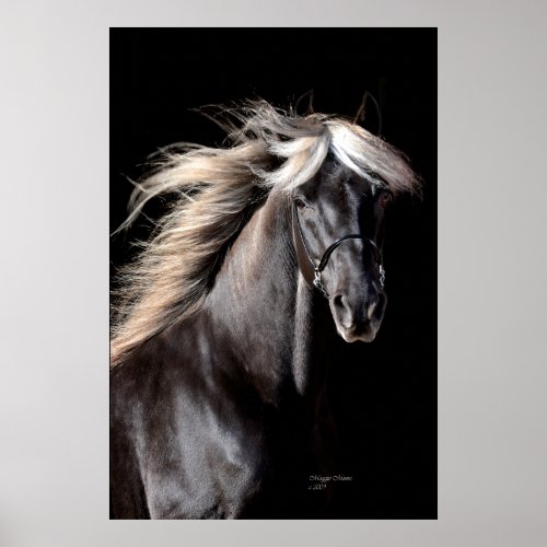 Chocolate Rocky Mountain Horse Poster