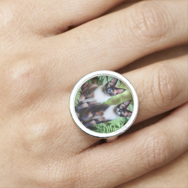 Chocolate Siamese Cat Twins, Costume Ring (In Situ)