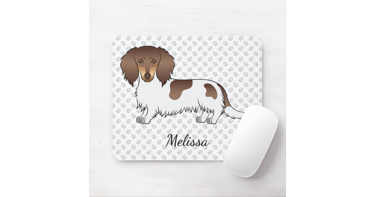 chocolate piebald long haired dachshund