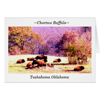 ~Choctaw Buffalo~ Cards
