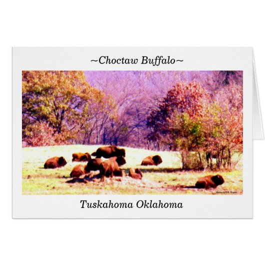 ~Choctaw Buffalo~ Cards (Front Horizontal)