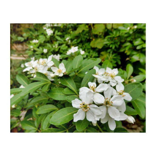 Choisya Ternata Acrylic Print (Front)