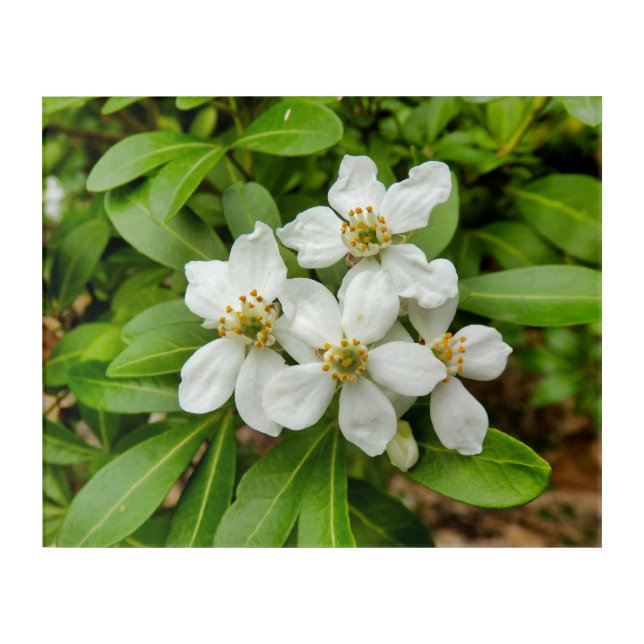 Choisya Ternata Acrylic Print (Front)