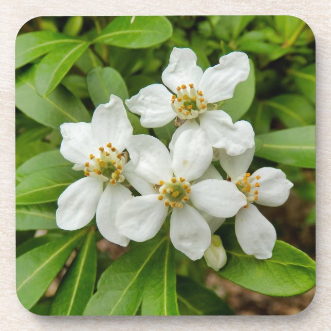 Choisya Ternata Beverage Coaster (Front)