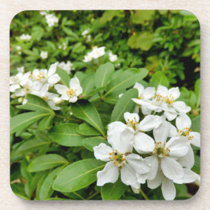 Choisya Ternata Beverage Coaster