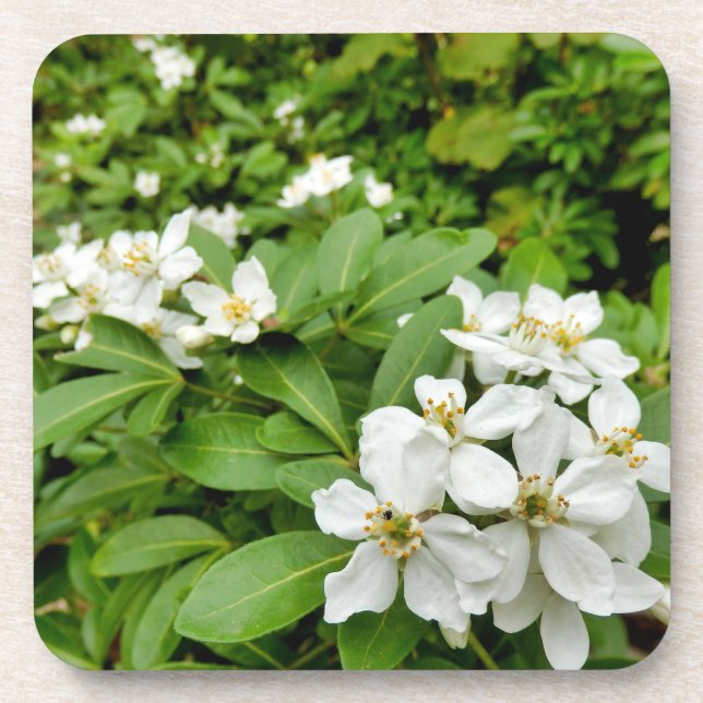 Choisya Ternata Beverage Coaster (Front)