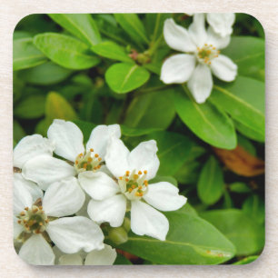 Choisya Ternata Beverage Coaster