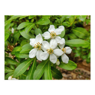 Choisya Ternata Photo Print
