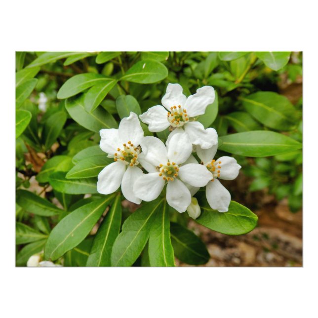Choisya Ternata Photo Print (Front)