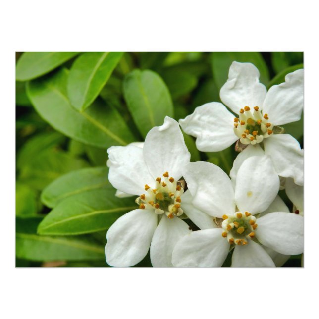 Choisya Ternata Photo Print (Front)
