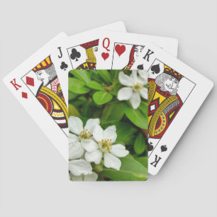 Choisya Ternata Poker Cards