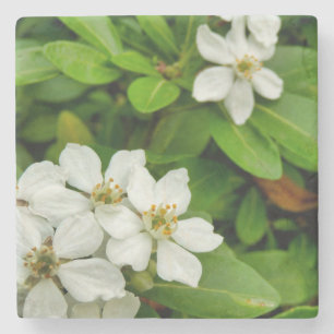 Choisya Ternata Stone Coaster