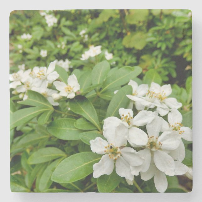 Choisya Ternata Stone Coaster (Front)
