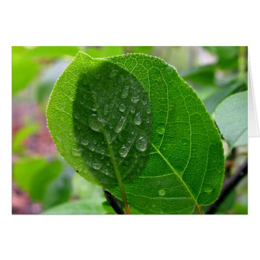 Chokecherry leaves in spring cards (Front Horizontal)