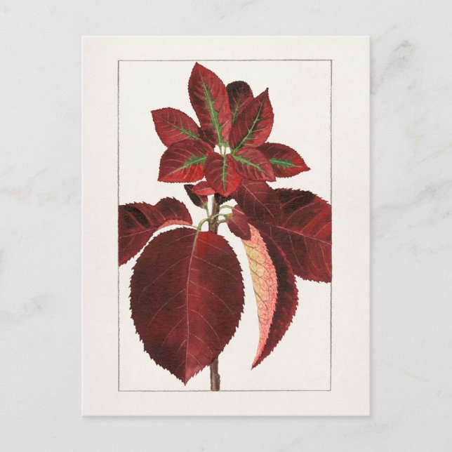Chokecherry Leaves (Prunus virginiana) Painting Postcard (Front)