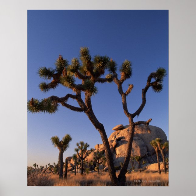Cholla cactus and Cap Rock , Joshua Tree Poster (Front)