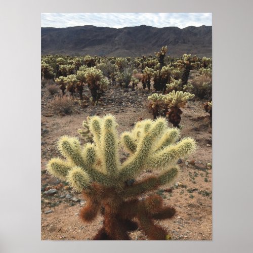 Cholla Cactus Joshua Tree Park Photo Poster