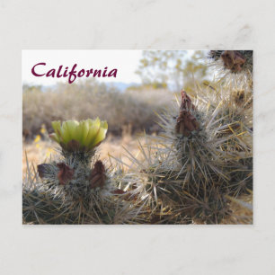 Cholla Cactus & Landscape Postcard